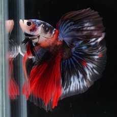 画像5: HM　キャンディ (5)