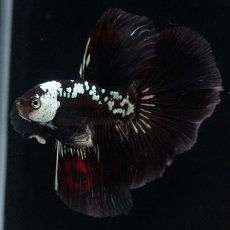 画像7: HM　ブラックサムライ (7)