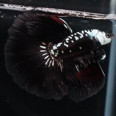 画像3: HM　ブラックサムライ (3)