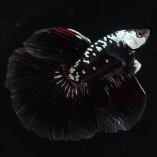 画像1: HM　ブラックサムライ (1)