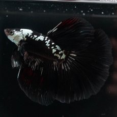 画像2: HM　ブラックサムライ (2)