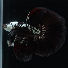 画像4: HM　ブラックサムライ (4)