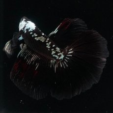 画像6: HM　ブラックサムライ (6)