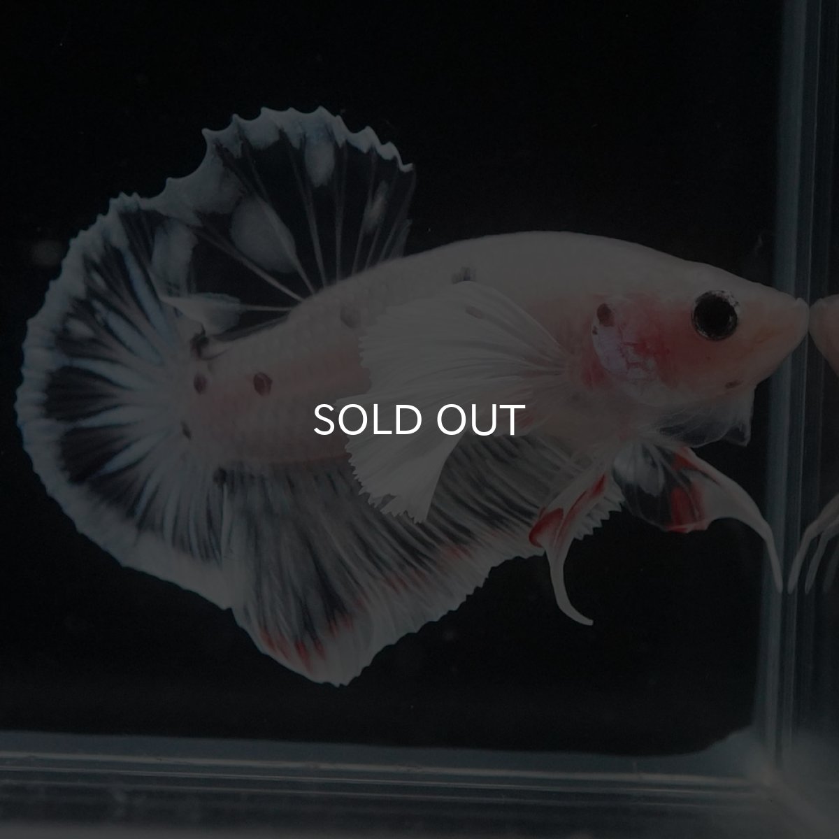 画像1: HMPKダンボ　ファンシークリア (1)