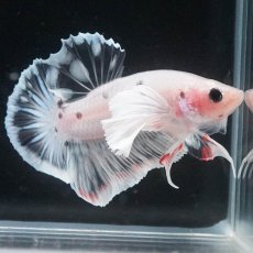 画像1: HMPKダンボ　ファンシークリア (1)