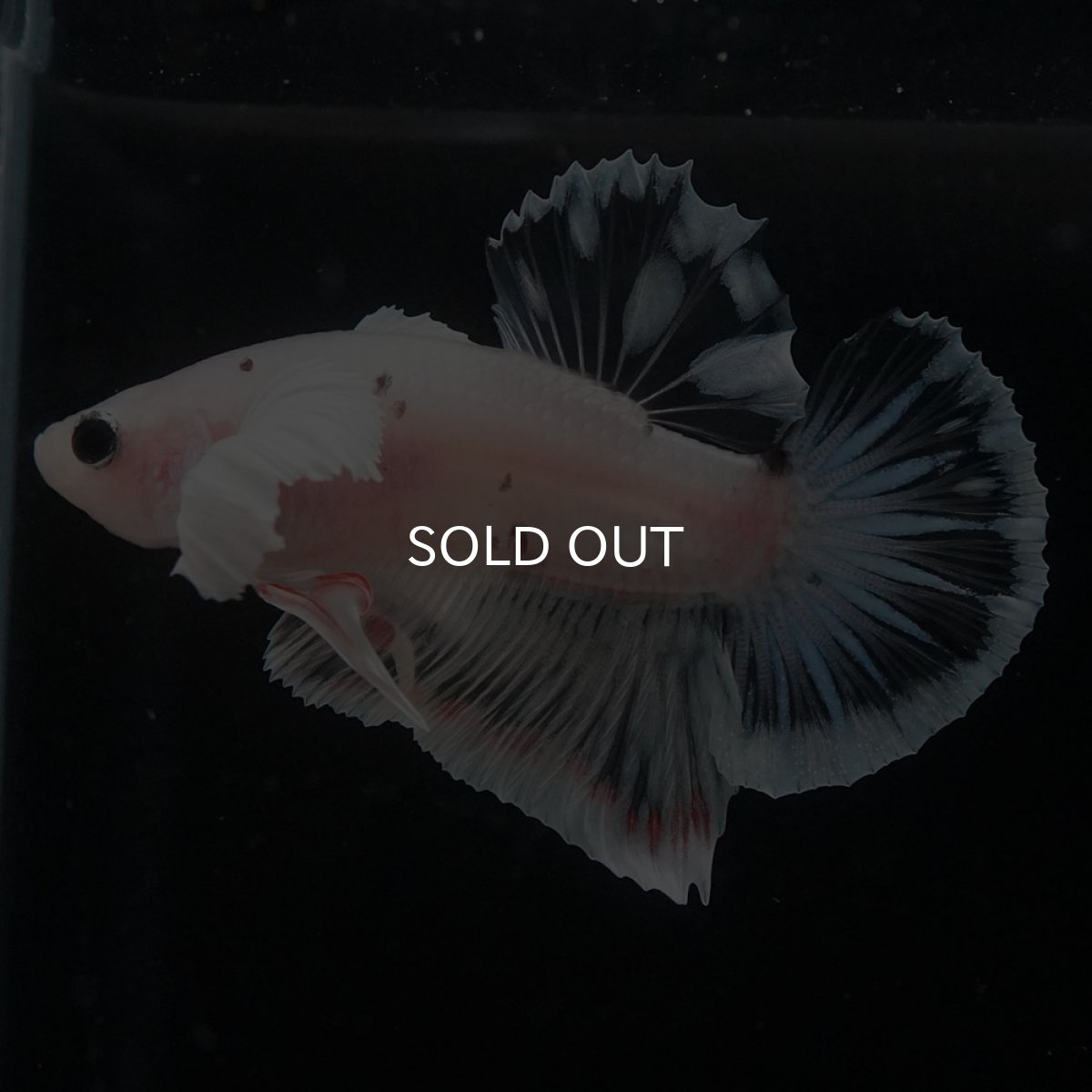 画像10: HMPKダンボ　ファンシークリア (10)