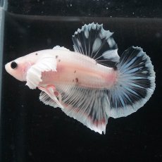 画像10: HMPKダンボ　ファンシークリア (10)