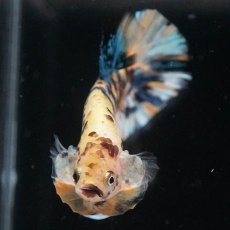 画像8: HMPK　イエロータイガーギャラクシー (8)