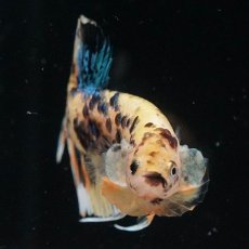 画像3: HMPK　イエロータイガーギャラクシー (3)