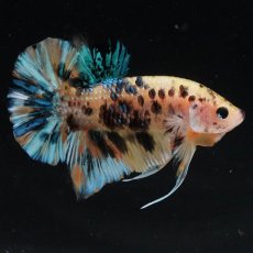 画像6: HMPK　イエロータイガーギャラクシー (6)