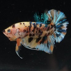 画像10: HMPK　イエロータイガーギャラクシー (10)