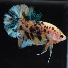 画像1: HMPK　イエロータイガーギャラクシー (1)