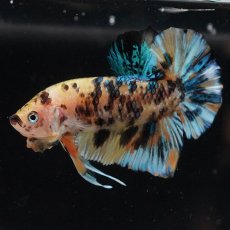 画像9: HMPK　イエロータイガーギャラクシー (9)