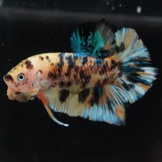 画像7: HMPK　イエロータイガーギャラクシー (7)