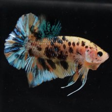 画像4: HMPK　イエロータイガーギャラクシー (4)