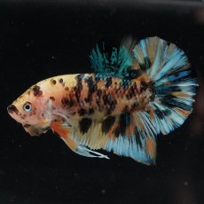 画像2: HMPK　イエロータイガーギャラクシー (2)