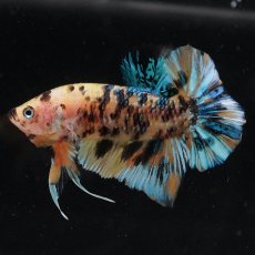 画像5: HMPK　イエロータイガーギャラクシー (5)