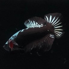 画像4: HMPK　ブラックサムライ (4)