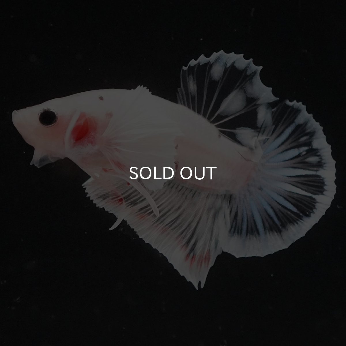 画像2: HMPKダンボ　ファンシークリア (2)