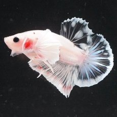 画像2: HMPKダンボ　ファンシークリア (2)