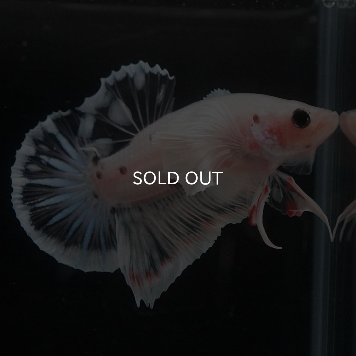 画像5: HMPKダンボ　ファンシークリア (5)