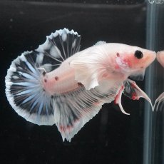 画像5: HMPKダンボ　ファンシークリア (5)