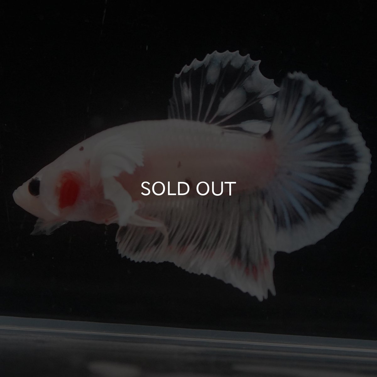 画像9: HMPKダンボ　ファンシークリア (9)