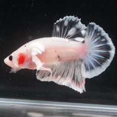 画像9: HMPKダンボ　ファンシークリア (9)