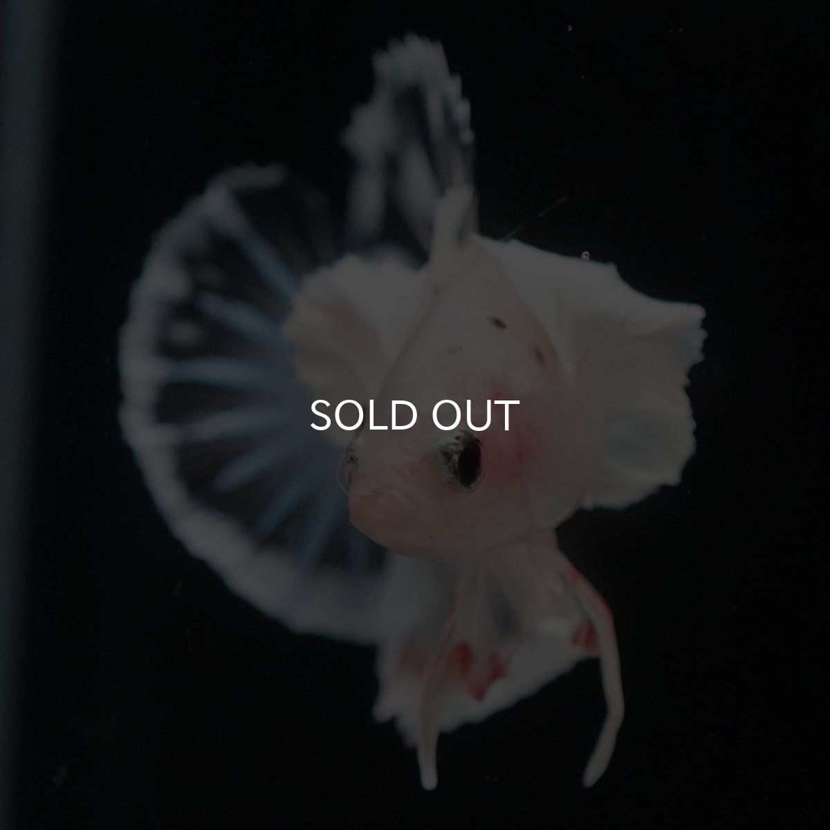 画像3: HMPKダンボ　ファンシークリア (3)