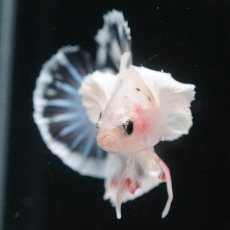 画像3: HMPKダンボ　ファンシークリア (3)