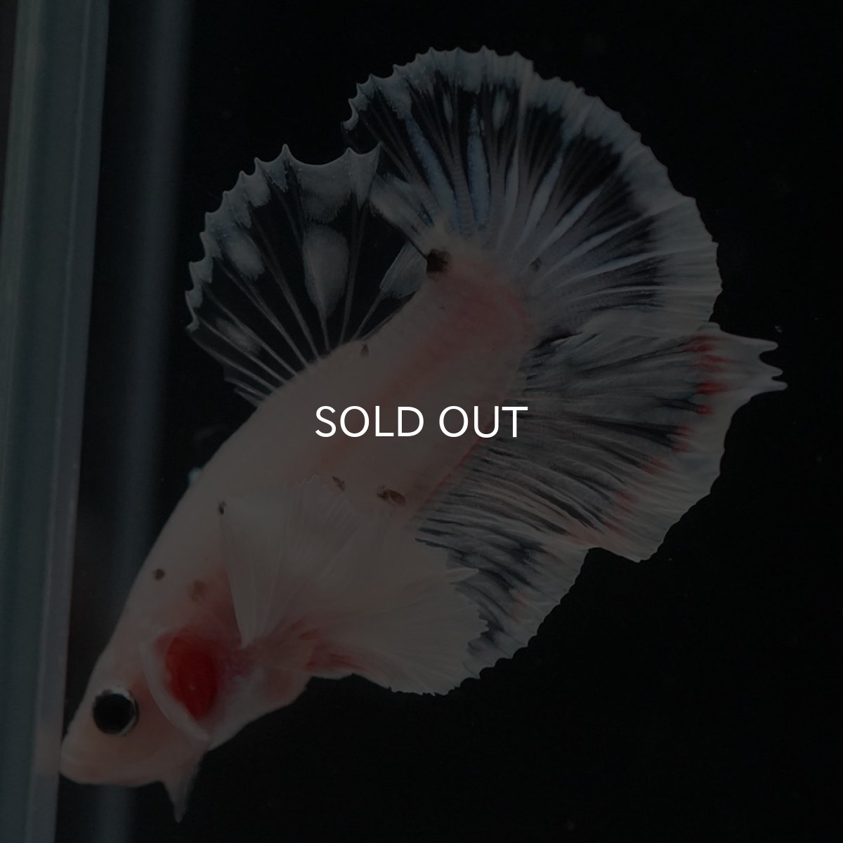 画像8: HMPKダンボ　ファンシークリア (8)