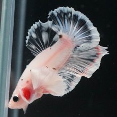 画像8: HMPKダンボ　ファンシークリア (8)