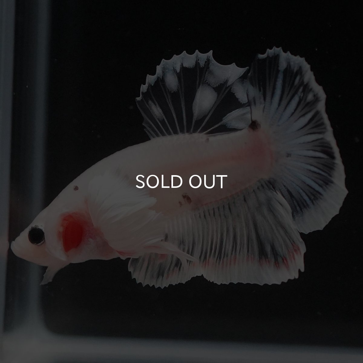 画像6: HMPKダンボ　ファンシークリア (6)