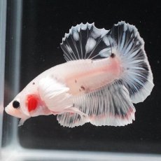 画像6: HMPKダンボ　ファンシークリア (6)