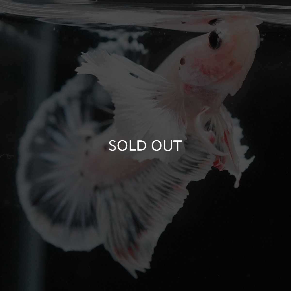 画像7: HMPKダンボ　ファンシークリア (7)