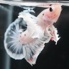 画像7: HMPKダンボ　ファンシークリア (7)