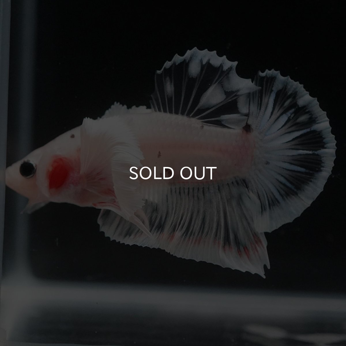 画像4: HMPKダンボ　ファンシークリア (4)