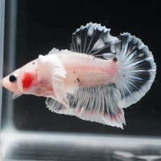 画像4: HMPKダンボ　ファンシークリア (4)