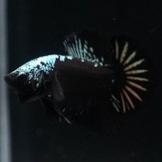 画像6: HMPK　ブラックサムライ (6)