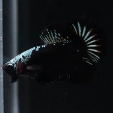 画像8: HMPK　ブラックサムライ (8)