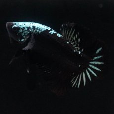 画像10: HMPK　ブラックサムライ (10)