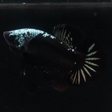 画像1: HMPK　ブラックサムライ (1)