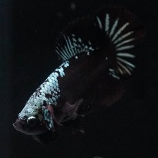 画像3: HMPK　ブラックサムライ (3)