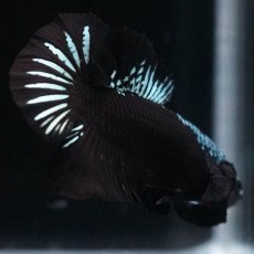 画像11: HMPK　ブラックサムライ (11)