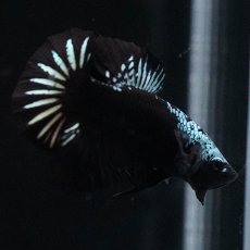 画像9: HMPK　ブラックサムライ (9)