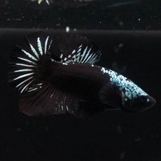 画像7: HMPK　ブラックサムライ (7)