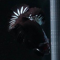 画像5: HMPK　ブラックサムライ (5)