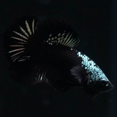 画像2: HMPK　ブラックサムライ (2)