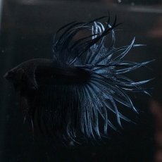 画像10: KCT　ブルー (10)