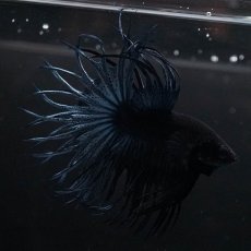 画像3: KCT　ブルー (3)